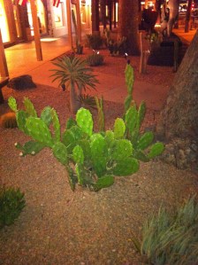 Cactus Garden