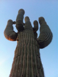 Saguaro Cactus